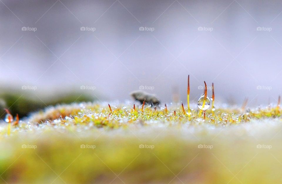 After Summer Rain, Nature Closeup