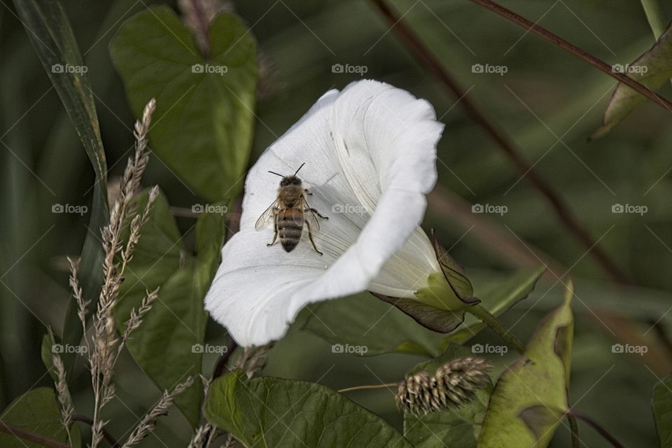 bee on a flower