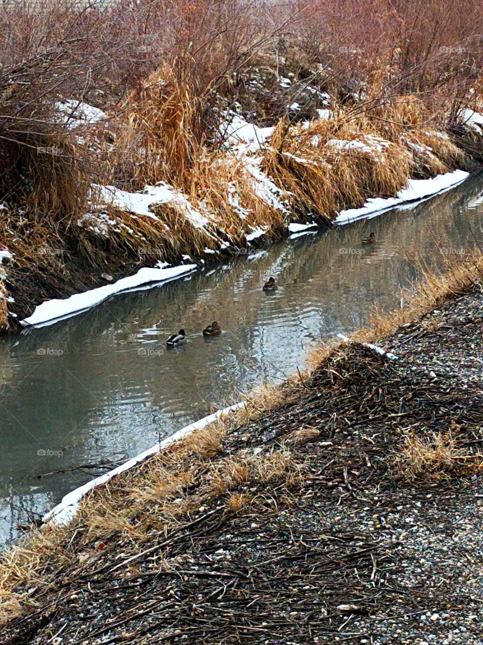 Four Ducks on a Canal