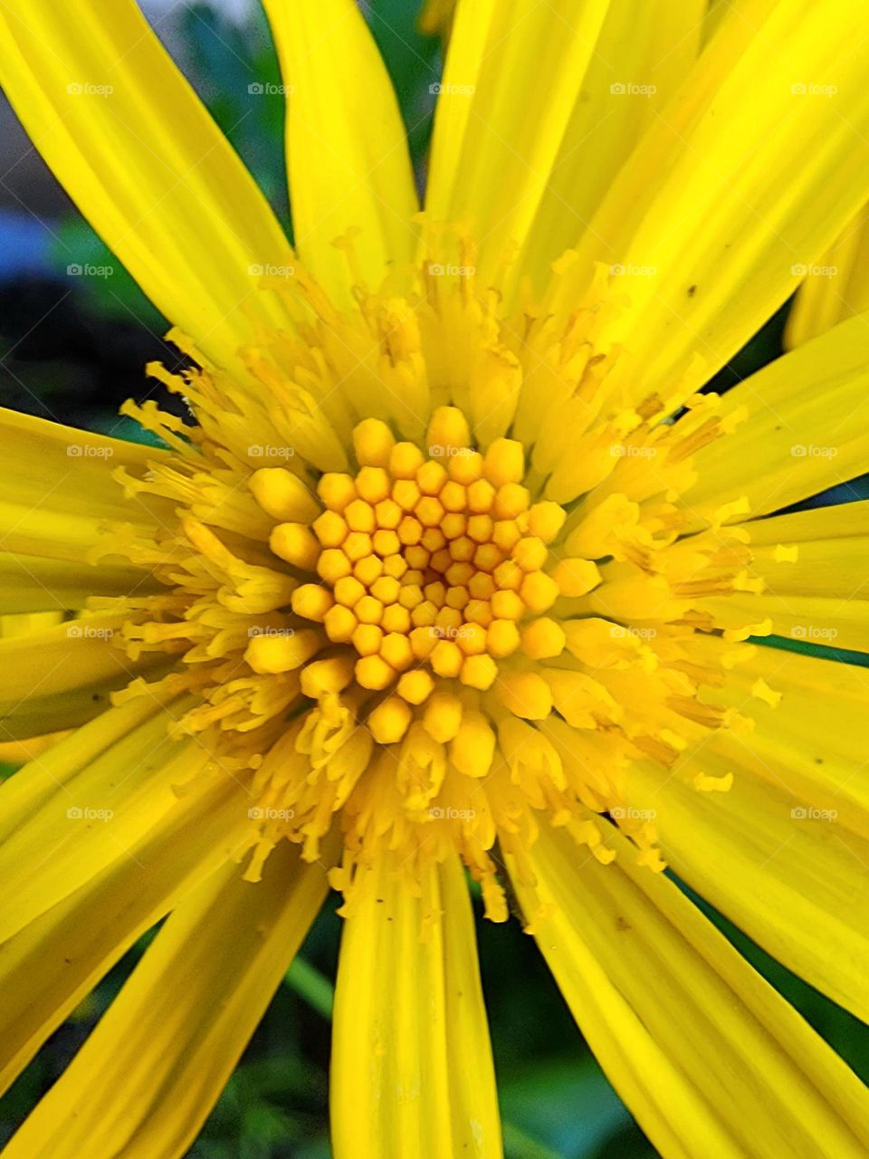 A bright yellow daisy is a beautiful centerpiece to a flower garden and is as bright as the sun
