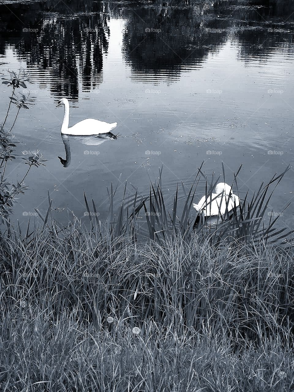 Two swans in the river.  Contrast of black and white