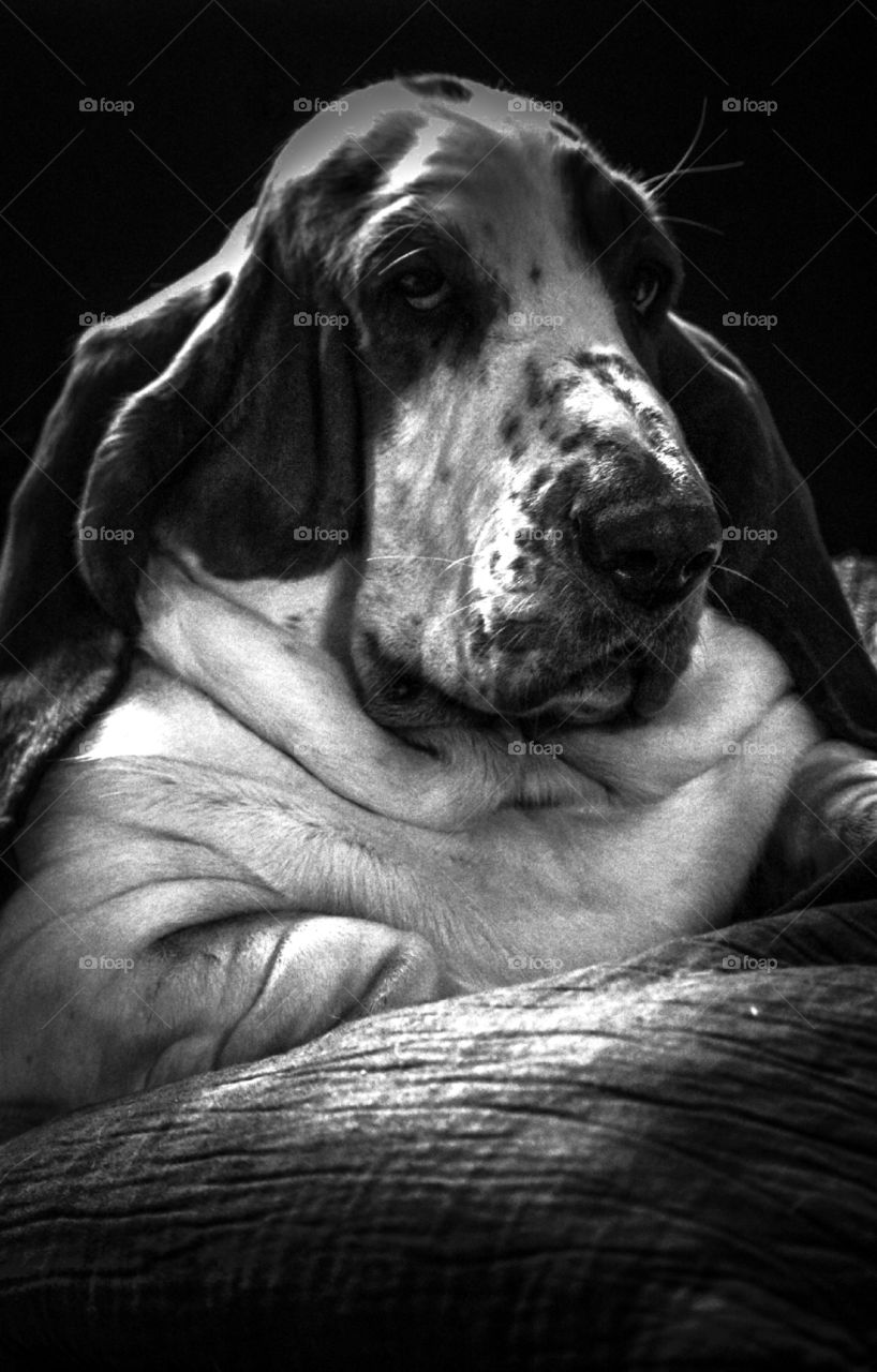 Close up view of dog