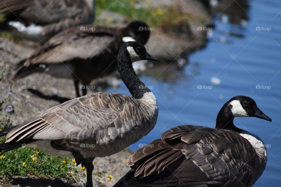 Geese at Grand Prairie Park in Albany Oregon, enjoying the last part of summer.