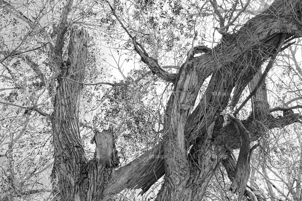 Twisted branches create an interesting black and white