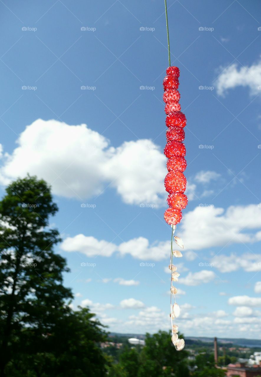 Wild strawberries on a straw 