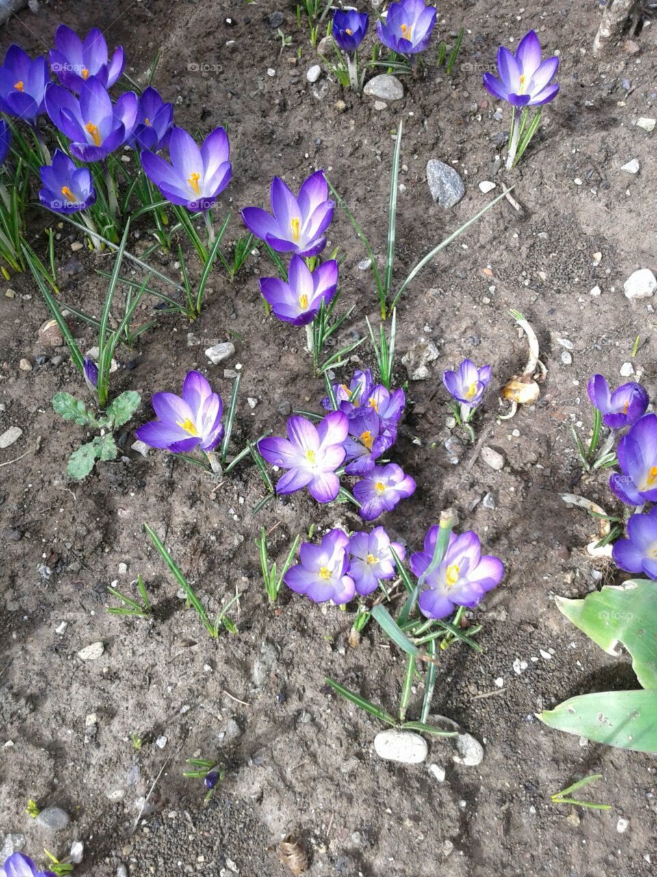 crocus