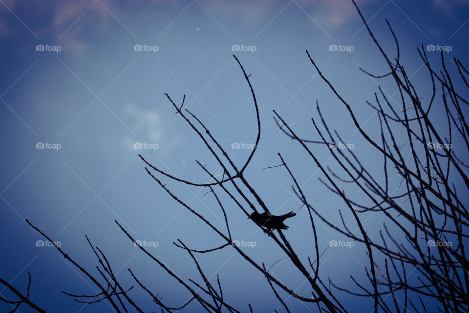 Bird on a branch 