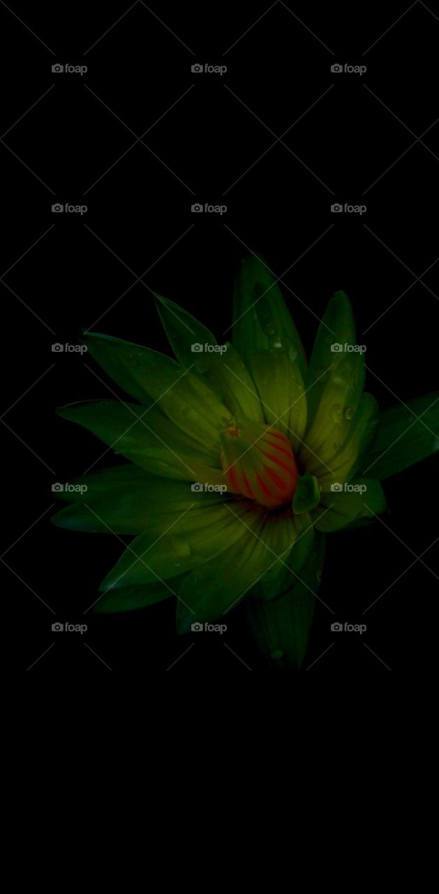 naturelove, beautiful Flowers, yellow with white, drak background