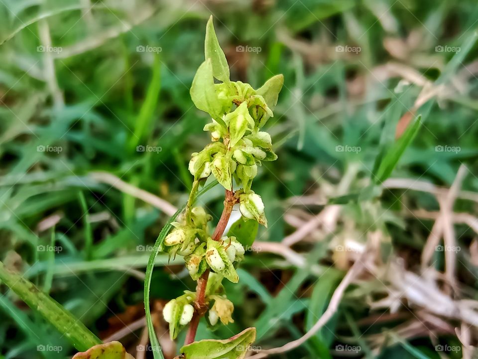 Rumex crispus plant awesome image india