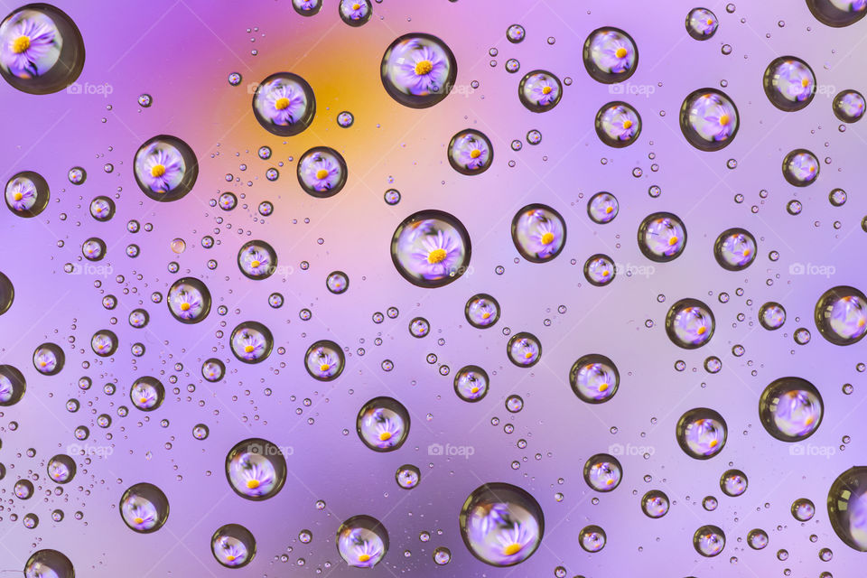 A macro portrait of multiple waterdrops in front of a flower. the image of the purple flower is mirrored in the droplets. the colors of the flower create a very nice purple and yellow blurred background.
