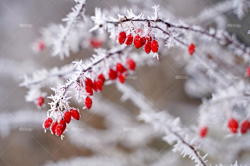 Barberry branch with red berries in frost
