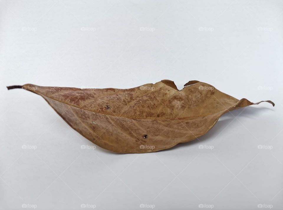 Dried Leaves
