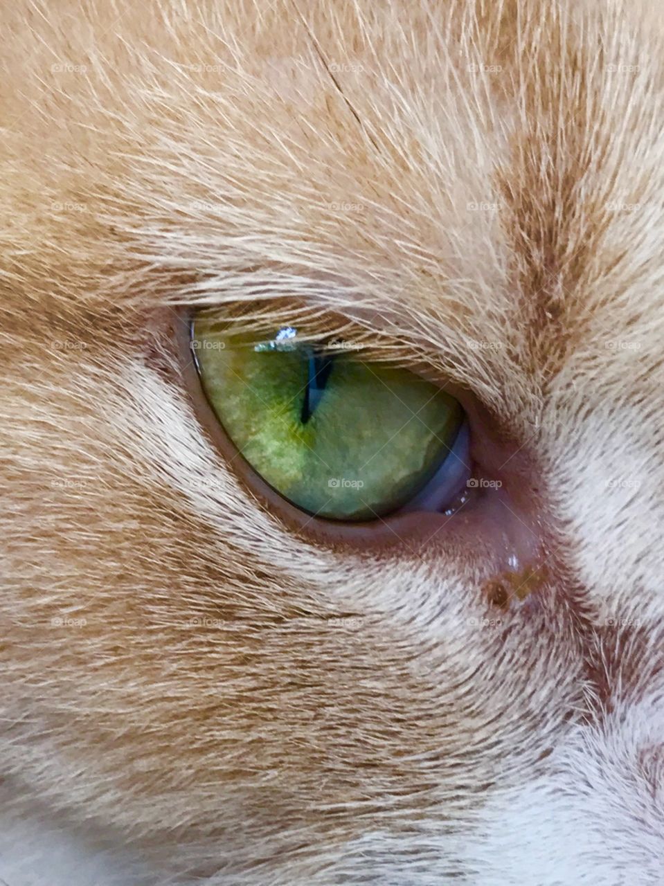 Cats eye 
