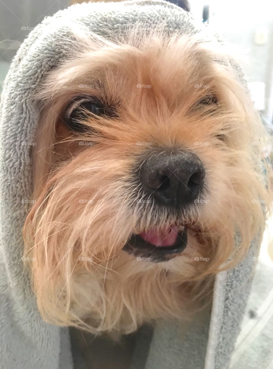 Portrait of dog wrapped in towel