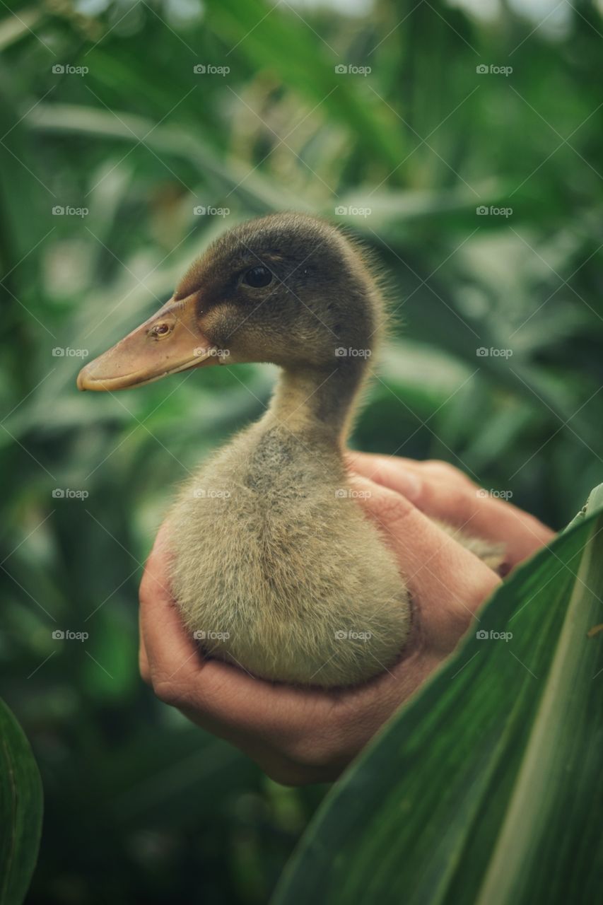 duck