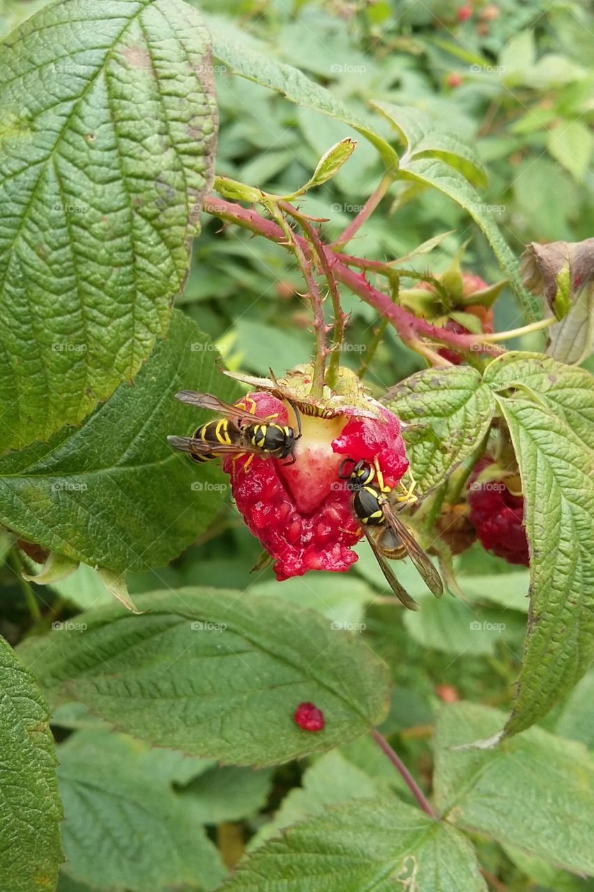 Hornets eating a raspberry on the vine