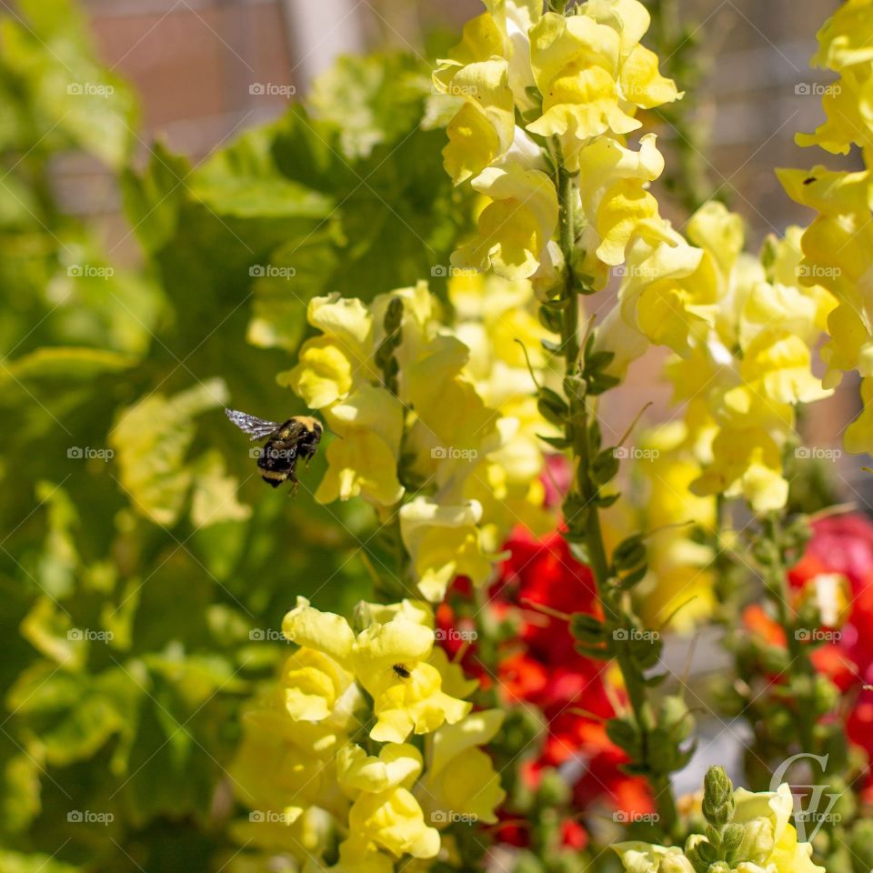 Bee enjoying the beautiful flowers. 