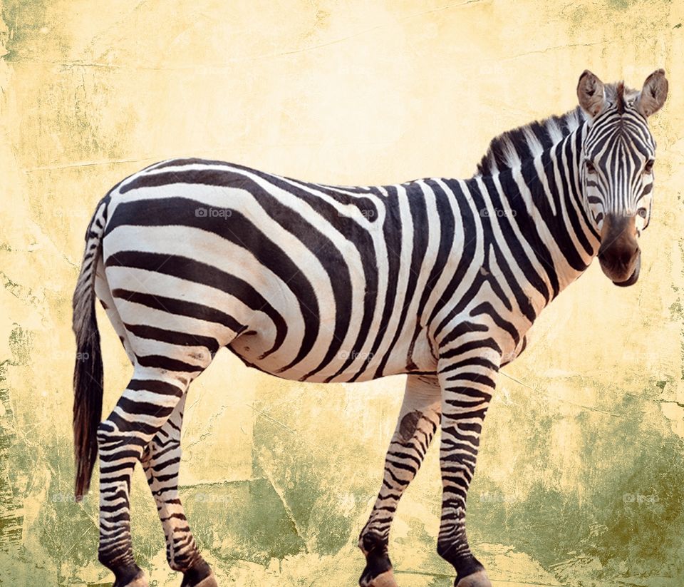Ser Zebra