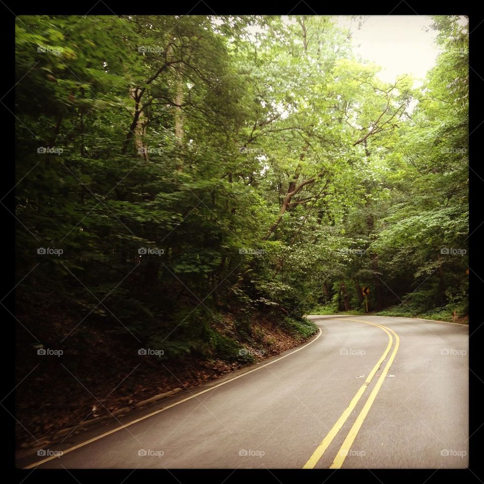 Summer day at forest. 