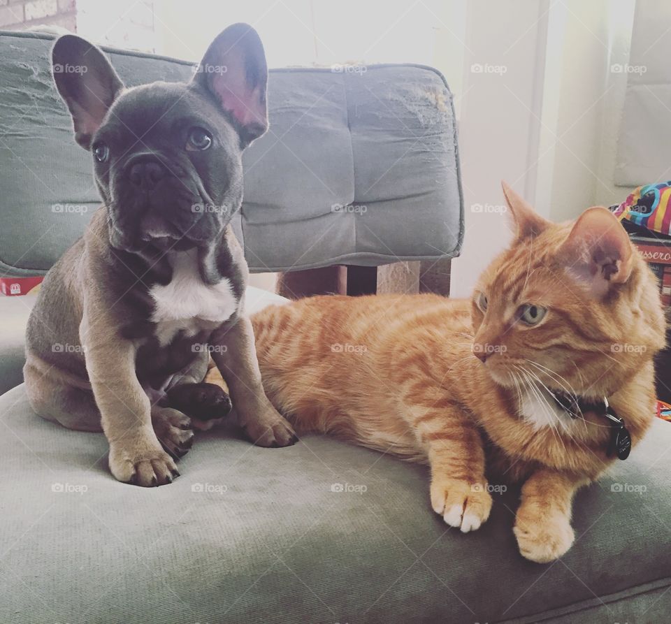 French bulldog and ginger cat