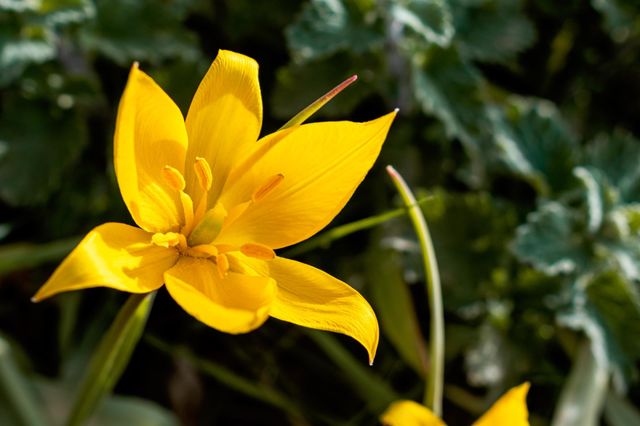 Spring
