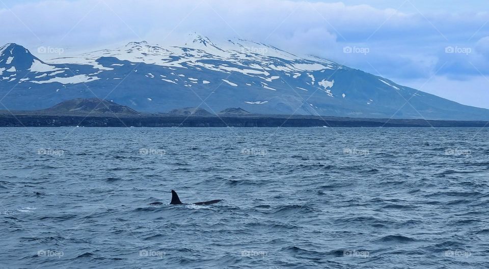 Orca in front of the Snæfellsjökull volcano