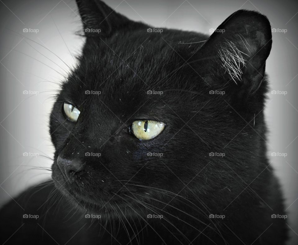 Close-up of black cat