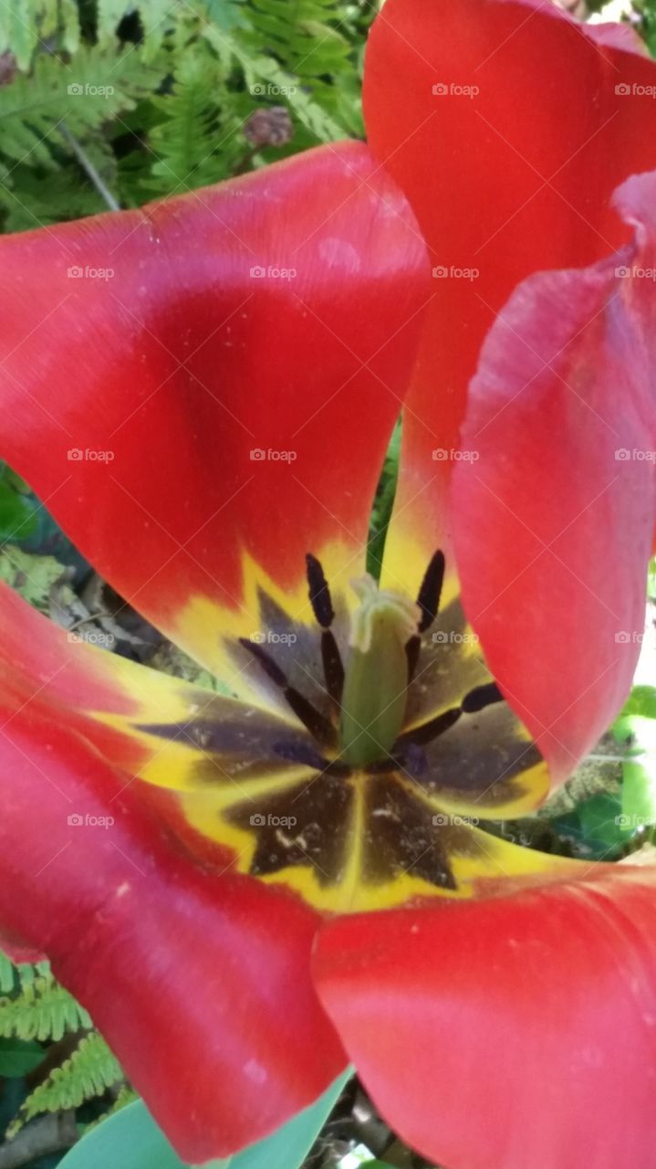 tulip