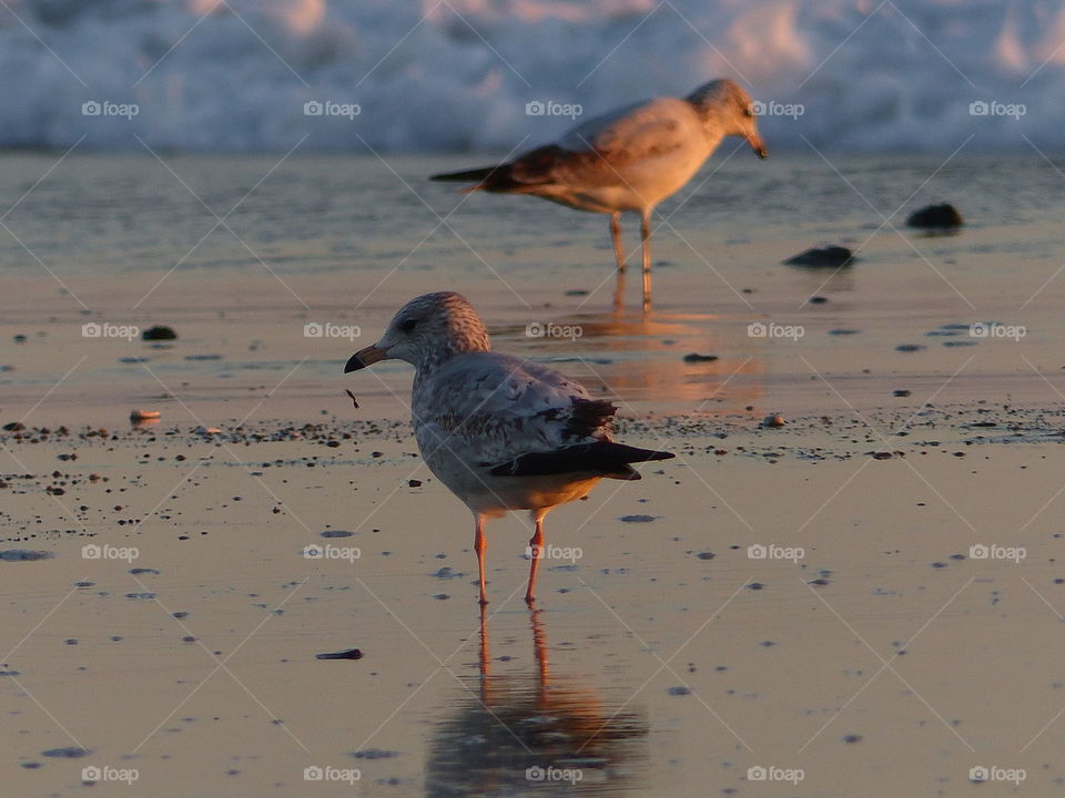 Seagulls at water line at sunset 