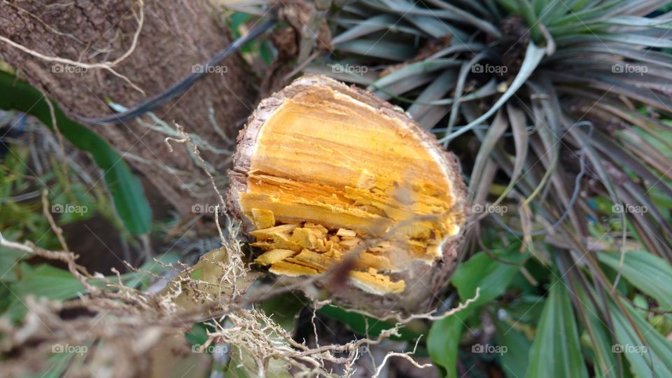 Árvore cortada. Madeira, pau, galho.