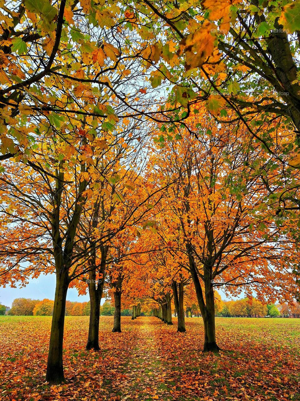 An image looking down a stand of vivid autumn coloured trees with contrasting dark trunks