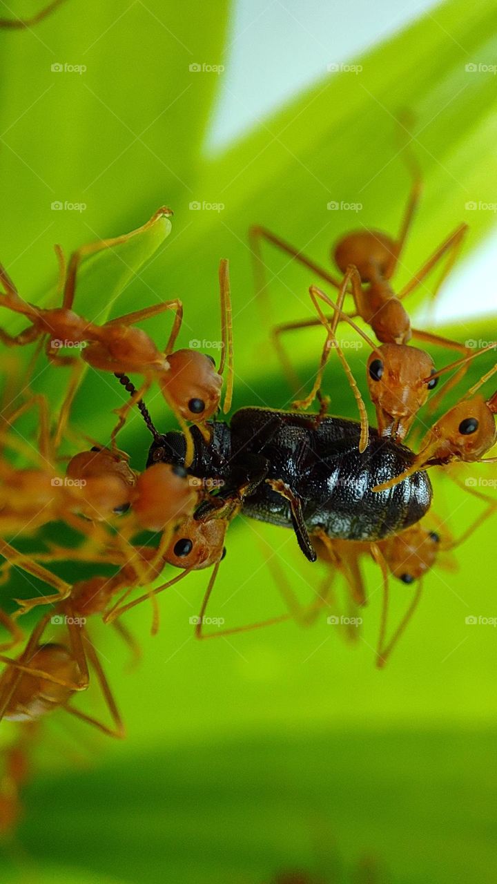 angry ants on action