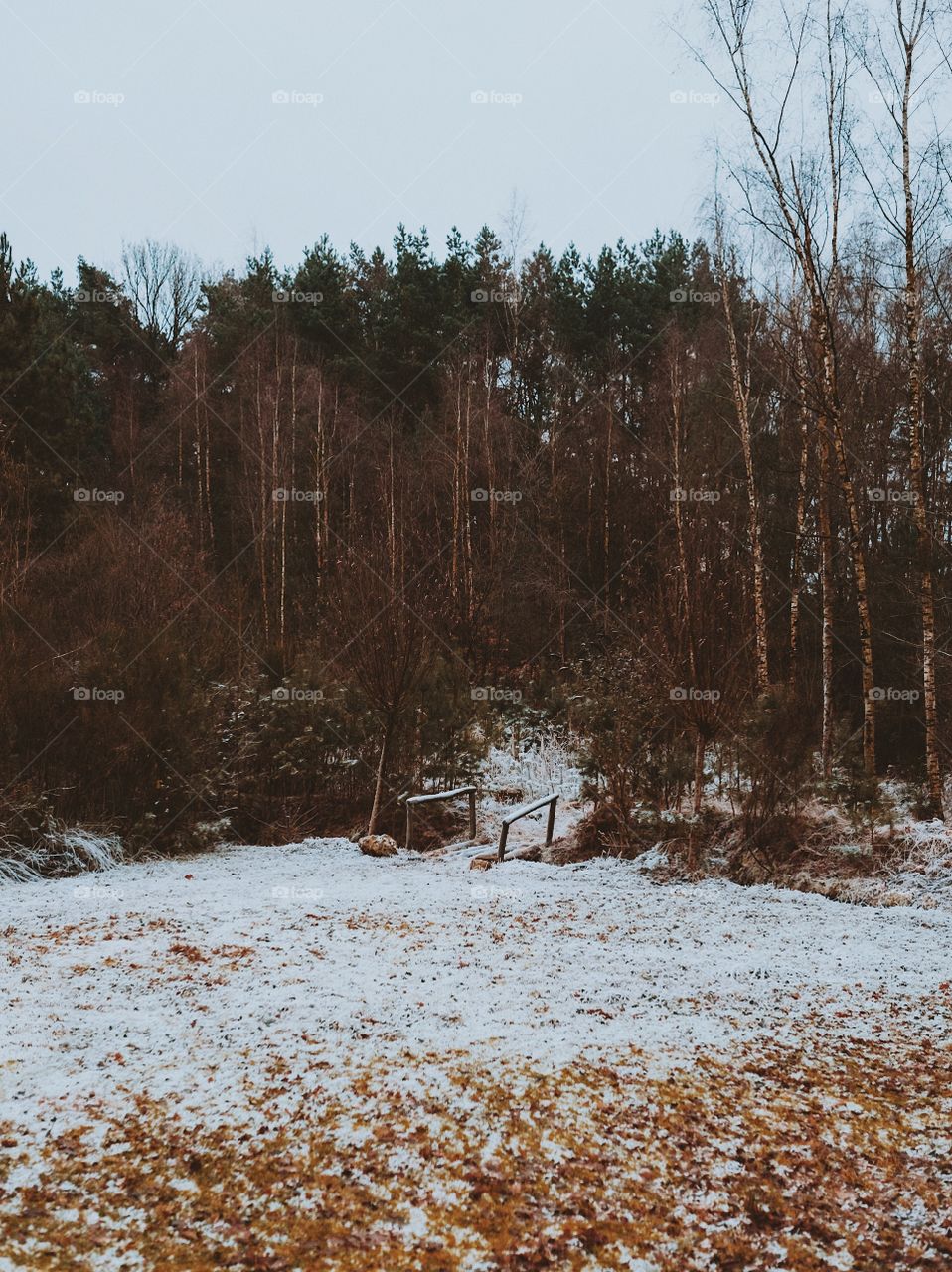 Winter forest