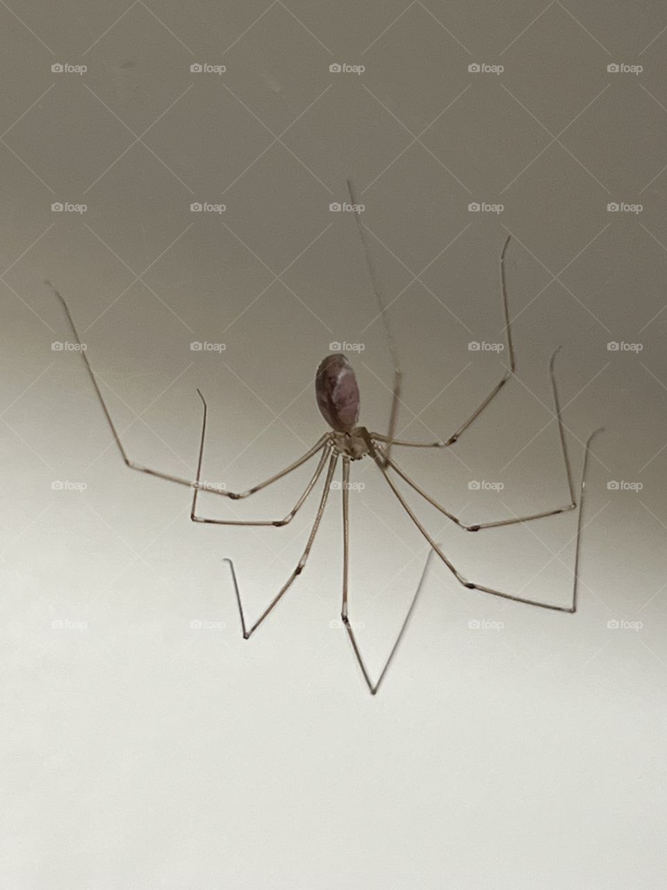 Longlegs spider 