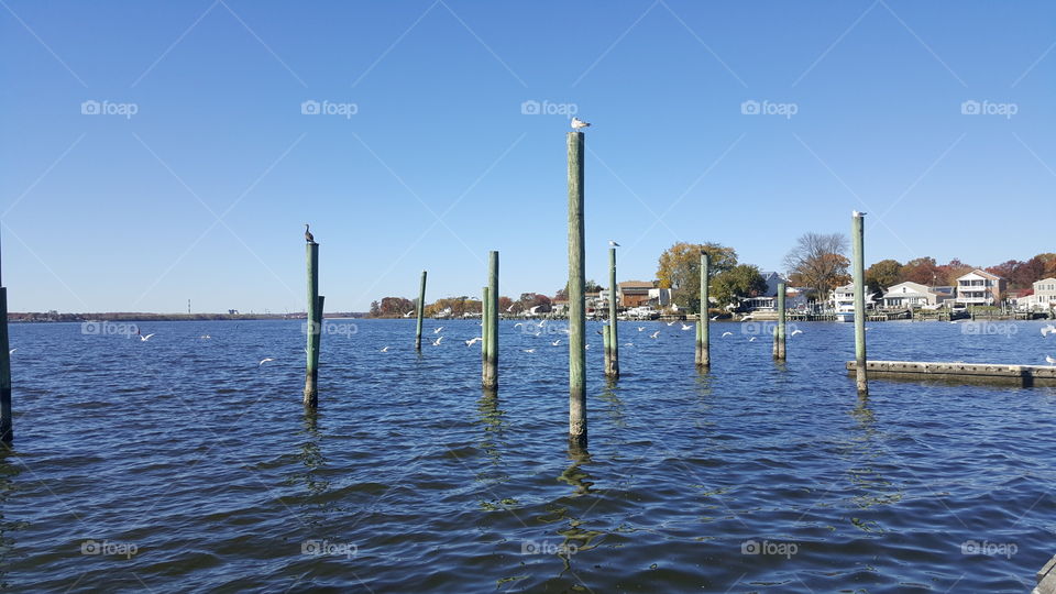 Birds in flight and on poles