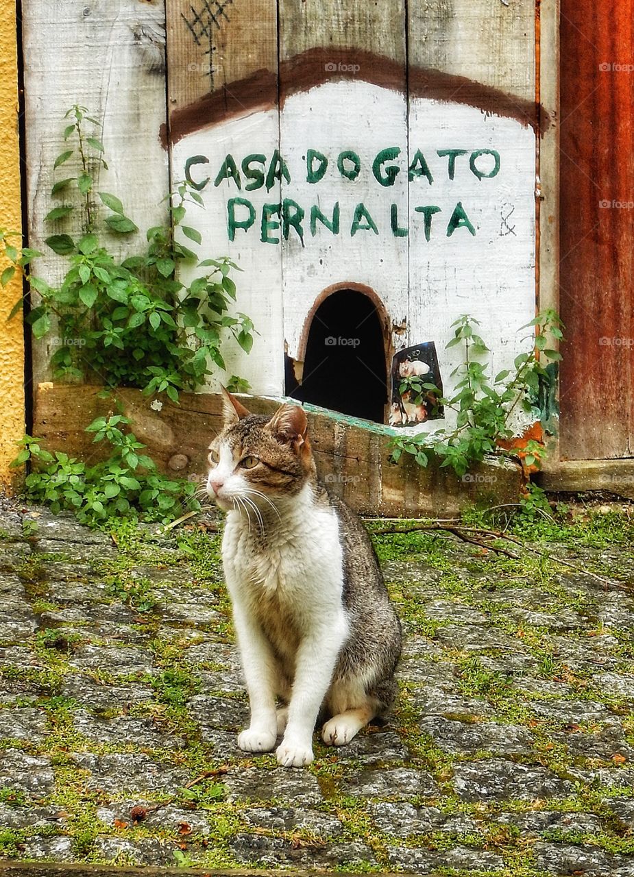 Cat Portugal