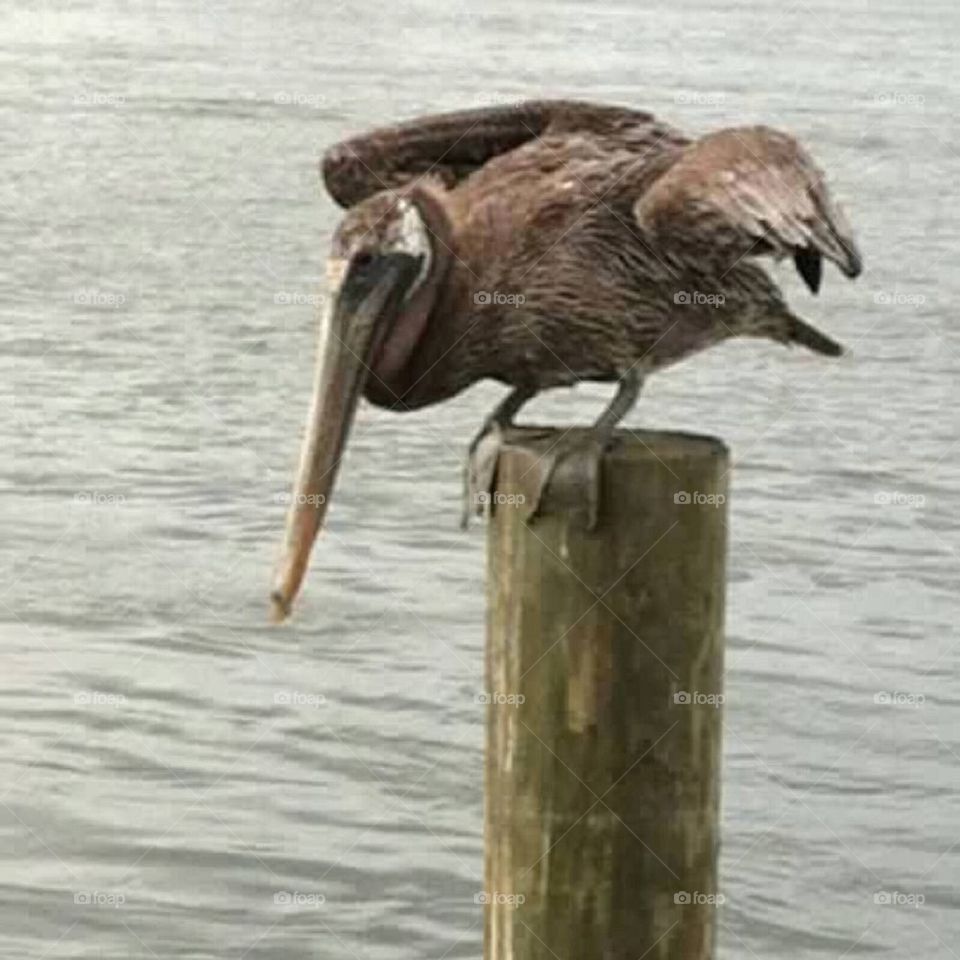 Pelican 