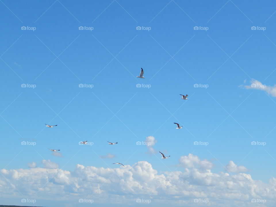seagulls. flying at Punta del Este sky