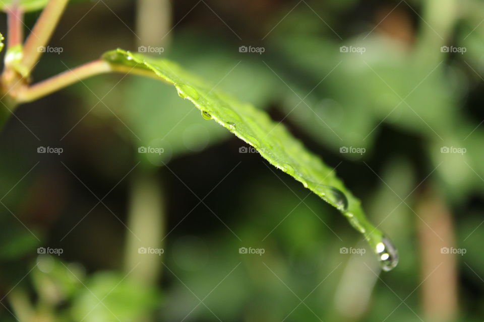 little drops