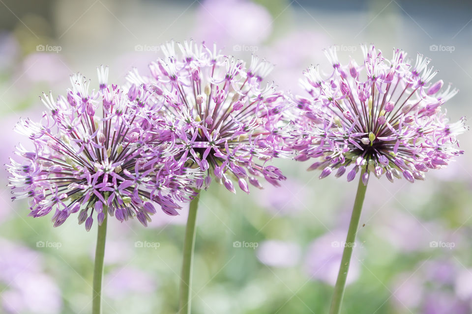 Closeup of three purple allium flowers growing in flowerbeds 