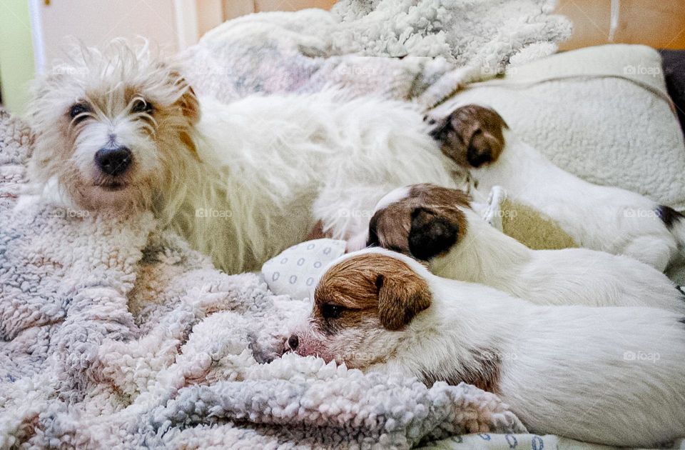 A Jack Russell terrier and three puppies