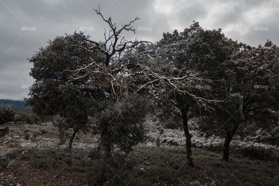 sad tree in the snow