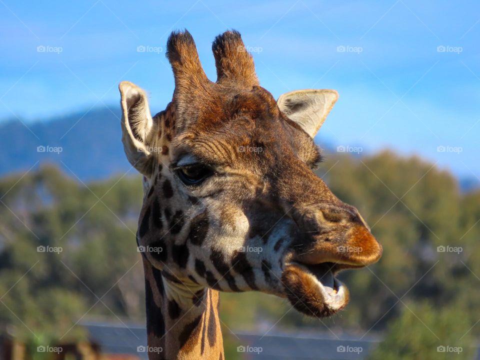 Giraffe