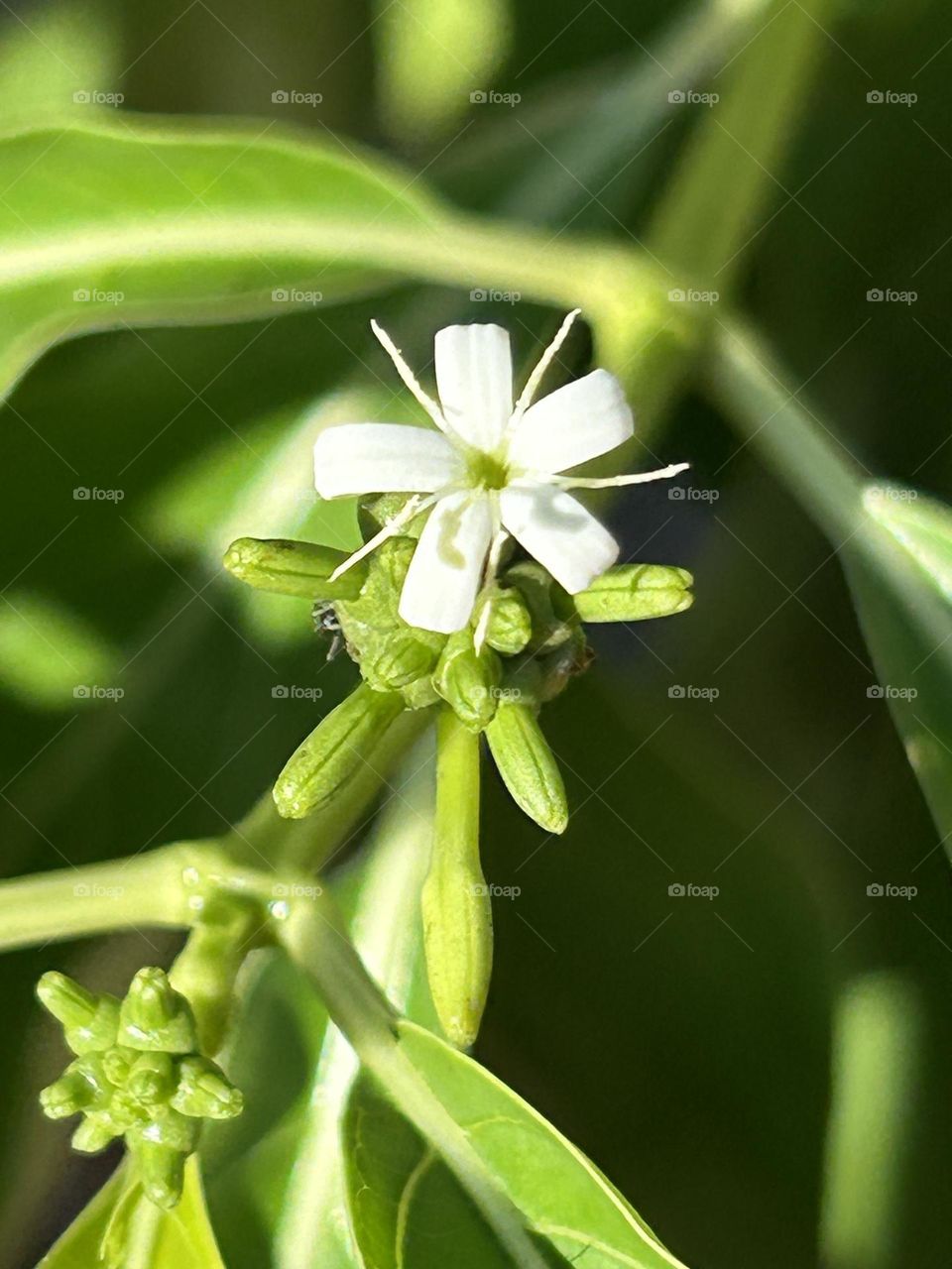 Small white flower surface only diameter 1cm known as Morinda Citrifolia