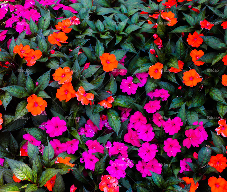 red and pink flowers