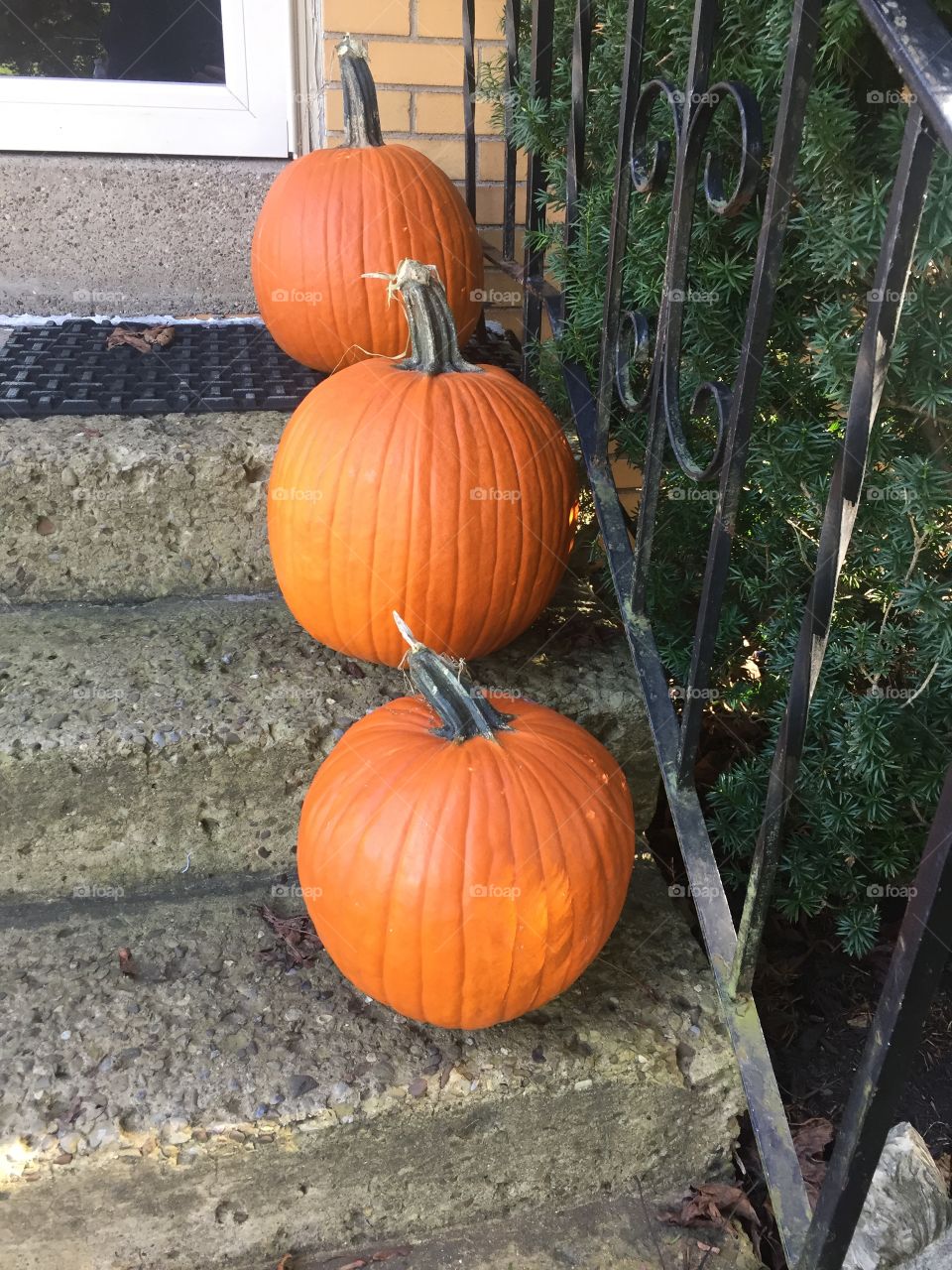Pumpkins 