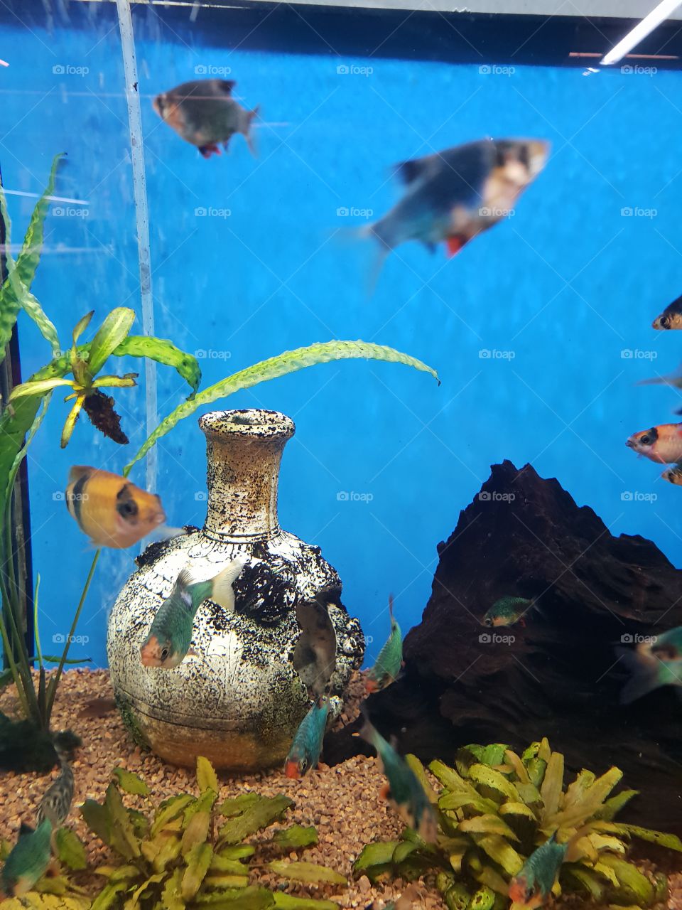 weil ich es einfach mag