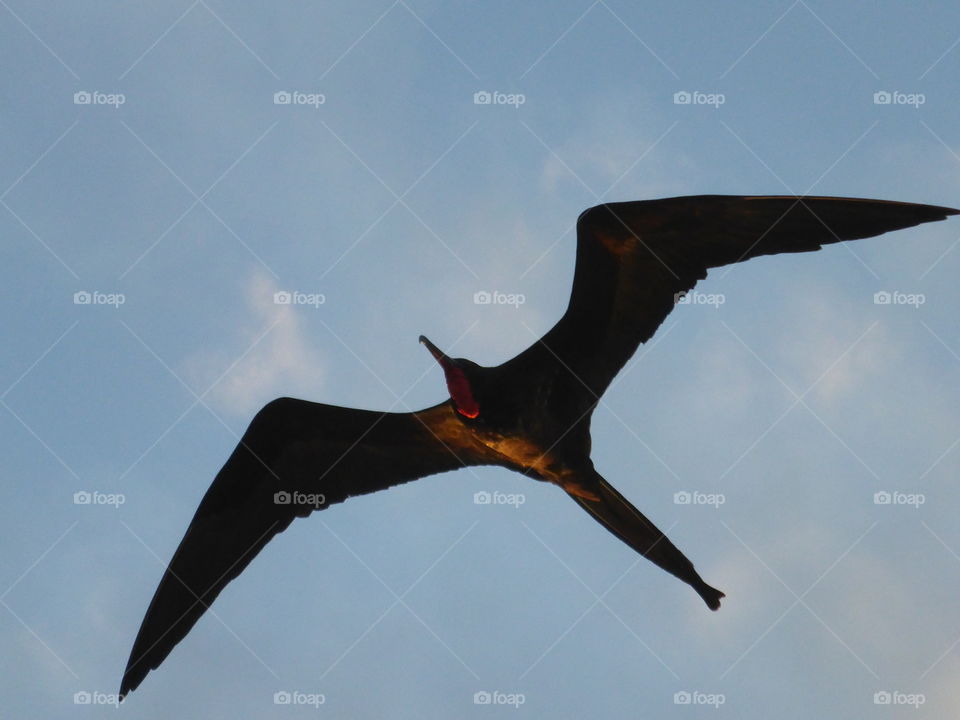 Frigate bird soaring, Galapagos