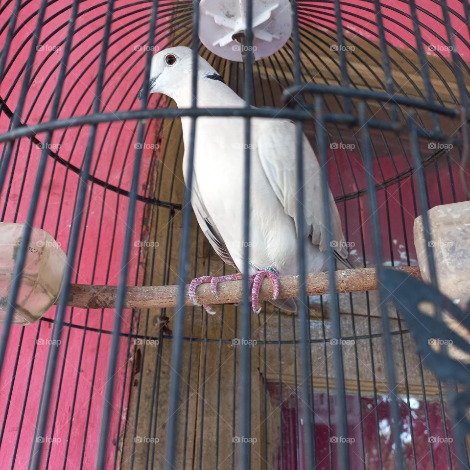 Beautiful bar bar doves are in brackets