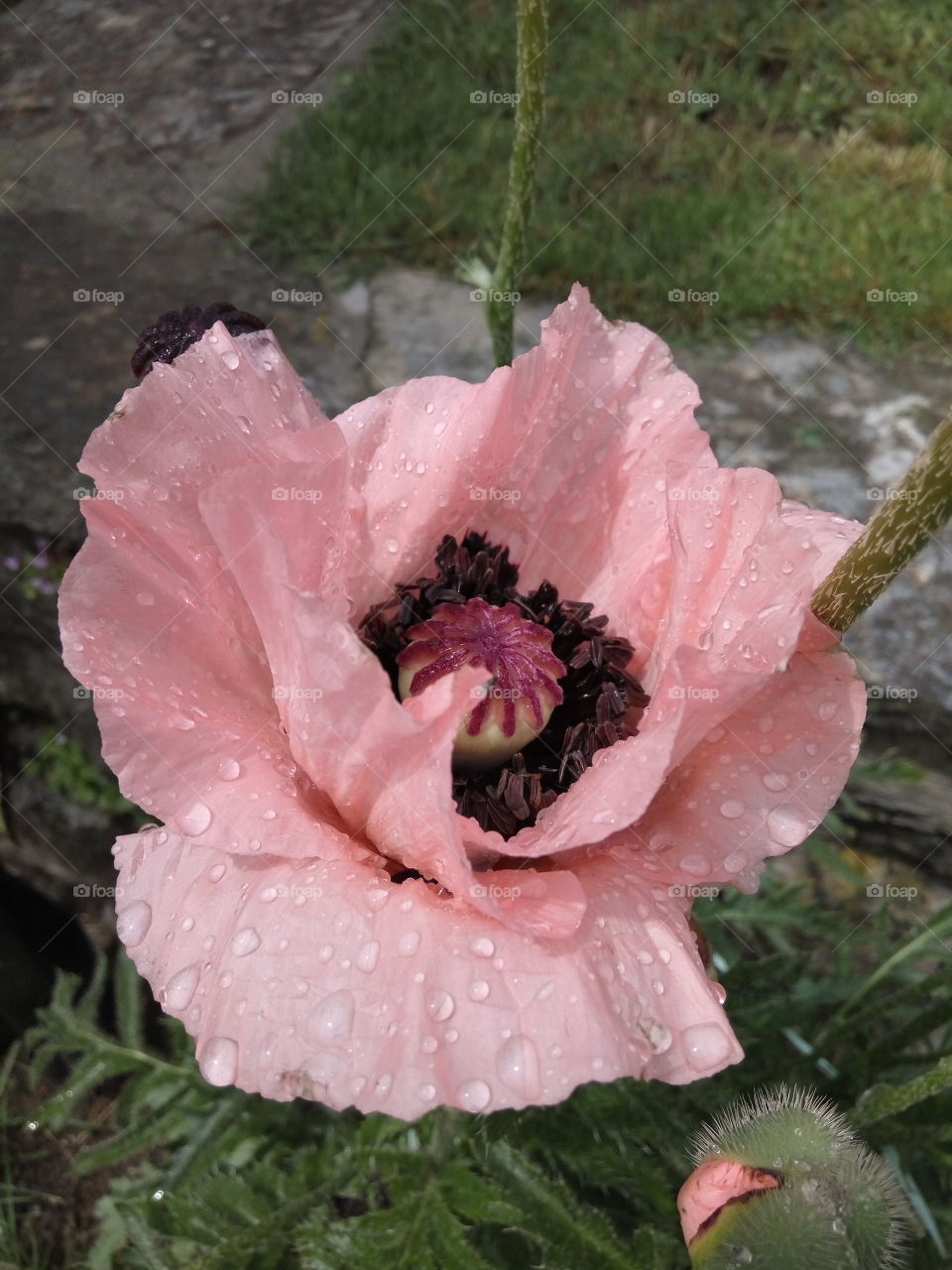 Pink poppy